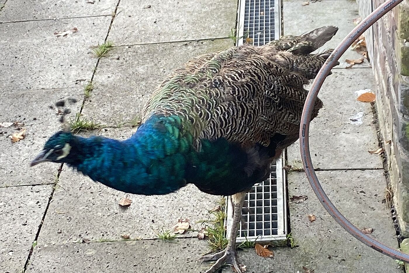 GK_IMG_6688_der_erste_Gast_-_ist_Dirk_Sindhu_ausgebuext Der erste Gast - ist Dirk Sindhu ausgebüxt