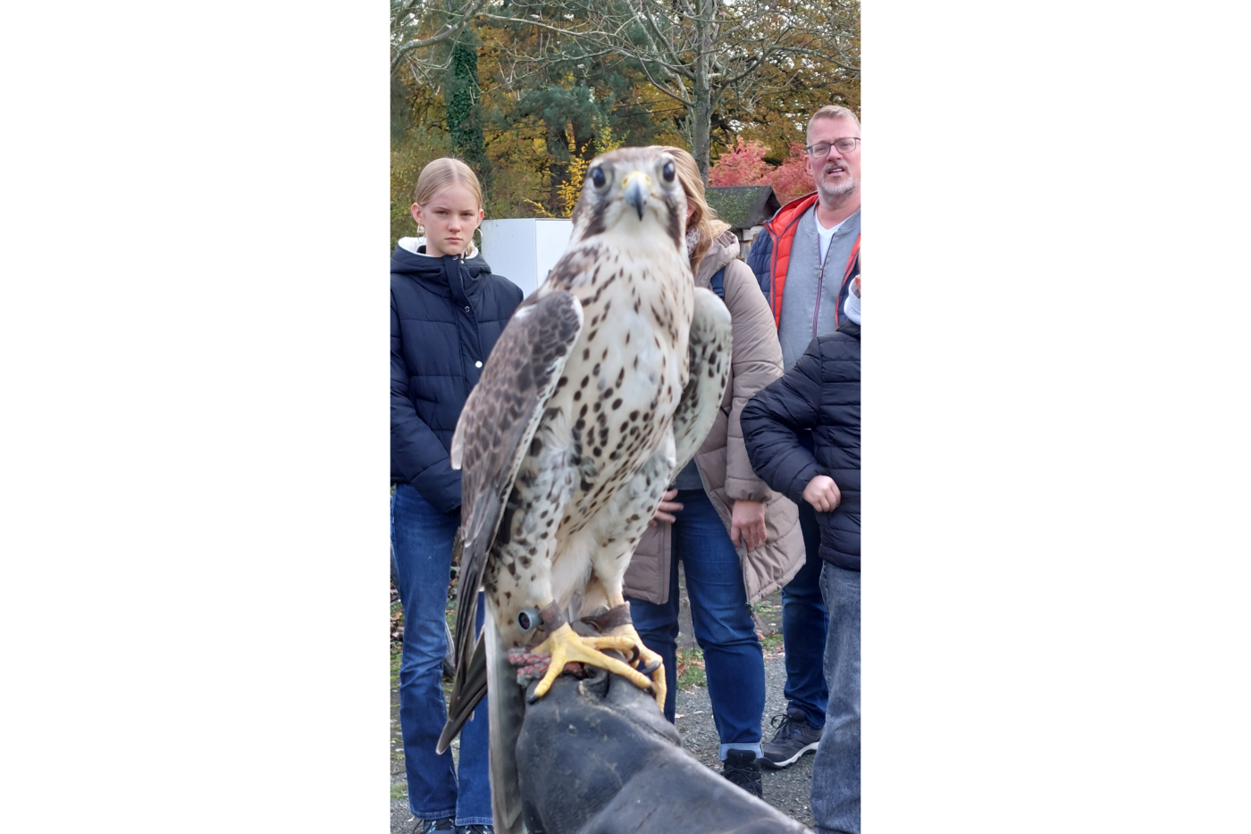 GK_20251102_132459_der_Star_der_Bergischen_Greifvogelhilfe Der Star der Bergischen Greifvogelhilfe