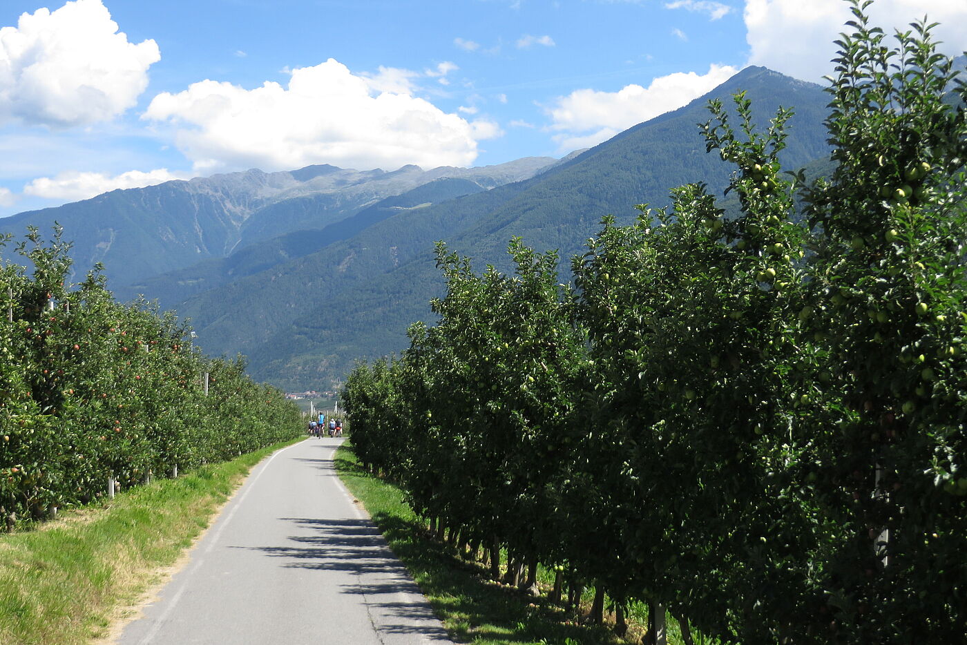 Vinschgau - die Obstkammer Tirols - stundenlang fahren wir durch die Plantagen.