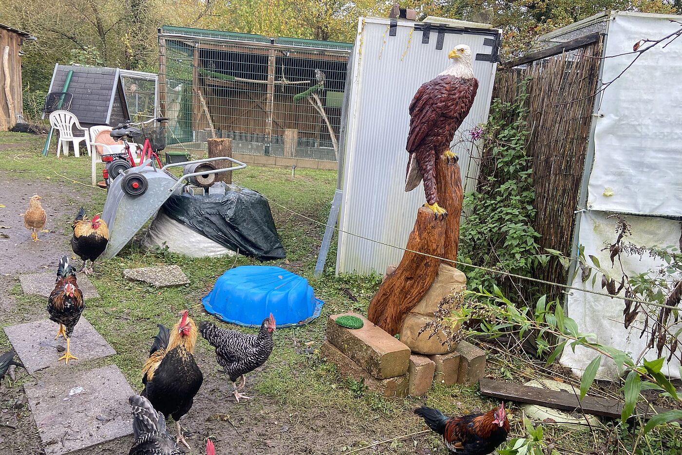 GK_IMG_6691_des_Gast_war_von_der_Bergische_Greifvogelhilfe Des Gast war von der Bergische Greifvogelhilfe