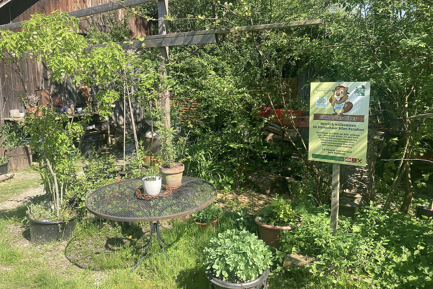 Corbi, der Biber im Steinschaler Biberparadies